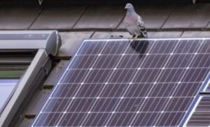 Vogels onder zonnepanelen weghouden preventie