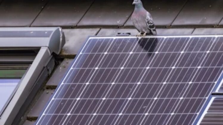 Vogels onder zonnepanelen weghouden preventie