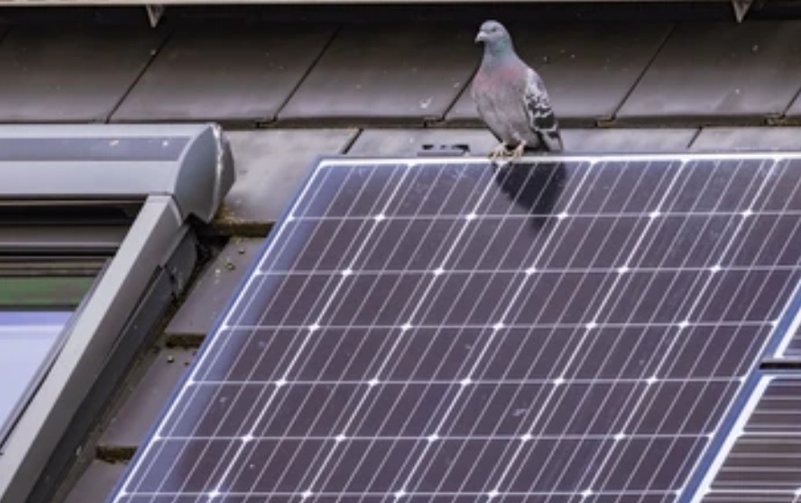 Vogels onder zonnepanelen weghouden preventie
